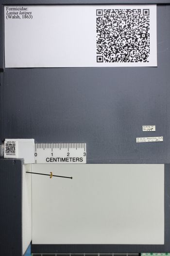 Media type: image;   Entomology 533131